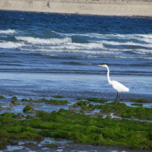 Heron on the southern beach of Puerto Piramides